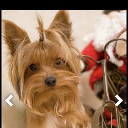 Shadow - Yorkshire Terrier