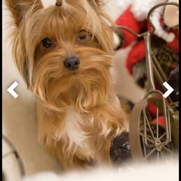 Shadow - Yorkshire Terrier