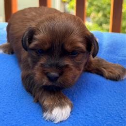 Leon - Chocolate sable male Havapoo puppy in Loveland, Colorado from Littledoodles2love