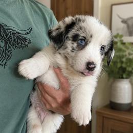 Wrangler - Blue merle and white male Cardigan Welsh Corgi puppy in Kerens, West Virginia from Leather & Lace