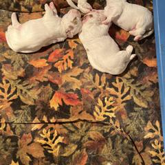 Clumber Spaniel Puppies from Briton Clumber Spaniels