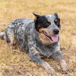 Gator - Australian Cattle Dog