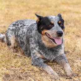 Gator - Australian Cattle Dog