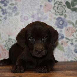 Solace - Chocolate female Labrador Retriever puppy in Morrilton, Arkansas from Ancient Dogges Performance Dogs