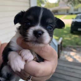 Chihuahua Puppies from Guardian’s of the Chihuahuas