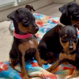 Bella - Black and tan female Miniature Pinscher puppy in Eatonton, Georgia from TNT Puppies