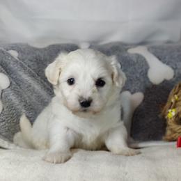 Bax - White male Coton de Tulear puppy in Westfield, North Carolina from Legacy Pets