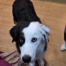 Snoop - Black tri male Miniature American Shepherd puppy in Marshfield, Missouri from Tntowne Miniature American Shepherds