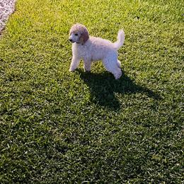 Poodle Puppies from GYCAM STANDARD POODLE