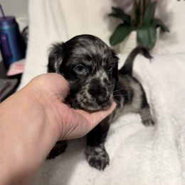 Gorro - Dapple male Dachshund puppy in Kentucky from Wonderful Weiners