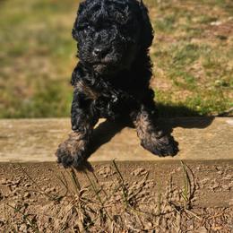 Wimbledon - Black male Poodle puppy in Clyde, North Carolina from Adorable Puppy Poodles