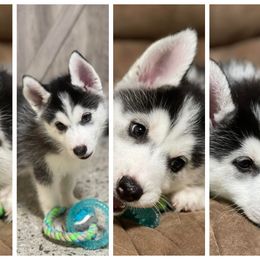 Siberian Husky Puppies from DJ Huskies