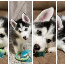 Siberian Husky Puppies from DJ Huskies