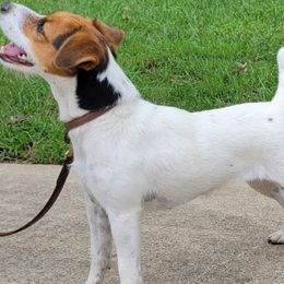 Nakia - Jack Russell Terrier