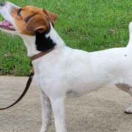 Nakia - Jack Russell Terrier