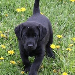 Labrador Retriever Puppies from C R Purdy Labs