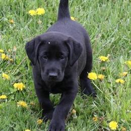 Labrador Retriever Puppies from C R Purdy Labs