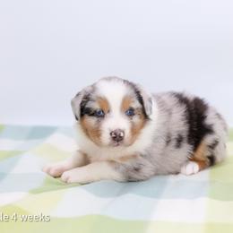 Sparkle - Blue merle female Australian Shepherd puppy in Lakewood, California from Cloud Nine Kennel