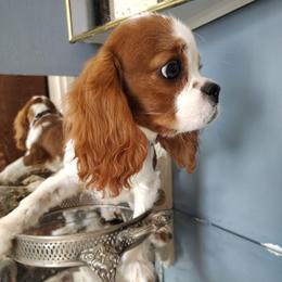Noje - Blenheim male Cavalier King Charles Spaniel puppy in Phoenix, Arizona from Royal Desert Cavaliers