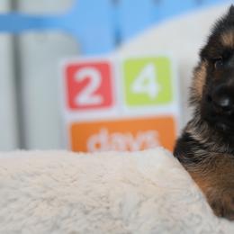 German Shepherd Puppies from Broward Shepherds
