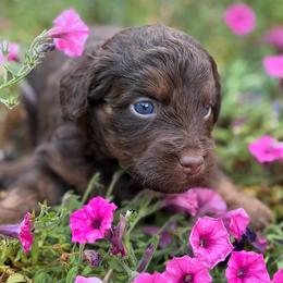 Chili (brown collar) - Red phantom male Aussiedoodle puppy in Mouth Of Wilson, Virginia from HoneyBunn Doodle Co.