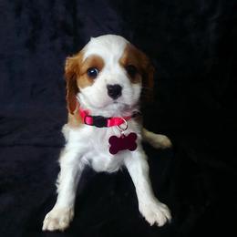 Saddie - Blenheim female Cavalier King Charles Spaniel puppy in Pennsylvania from Julie's Cavalier King Charles Spaniels