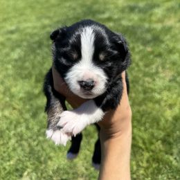 Miniature American Shepherd Puppies from Moonlight Trail Aussies