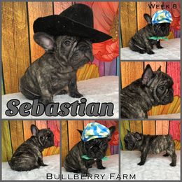 Bulldog Puppies from Bullberry Farm