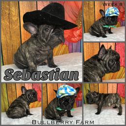 Bulldog Puppies from Bullberry Farm