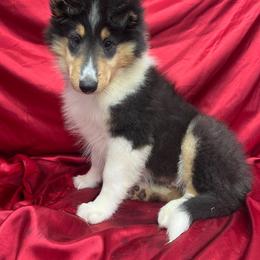 Griffin - Black white and tan male Collie puppy in Groveland, Florida from Palmhaven Collies
