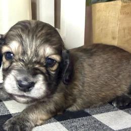 Orange collar male - Cream male Dachshund puppy in Wylie, Texas from Karas Royal Dachshunds
