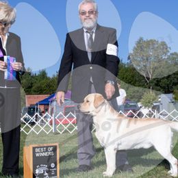 ADAM - Labrador Retriever