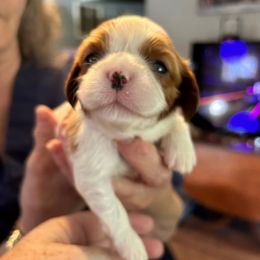 Donald - Blenheim male Cavalier King Charles Spaniel puppy in Lambertville, Michigan from Dream Dog LLC