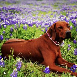 Rhodesian Ridgeback Puppies from Zambezi River Ridgebacks