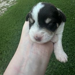 Girl 5 - female Miniature Schnauzer puppy in West Point, Nebraska from Canyon Rose Schnauzers