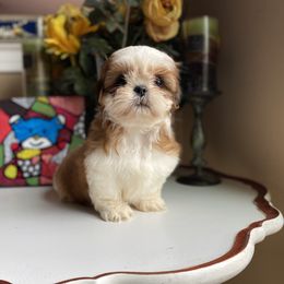 Girl 1 Luna - Tricolor female Shih Tzu puppy in Troy, Michigan from "Shihtzu Best Friend"