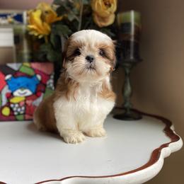 Girl 1 Luna - Tricolor female Shih Tzu puppy in Troy, Michigan from "Shihtzu Best Friend"