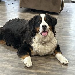 Bernese Mountain Dog Puppies from Lonesome Pine Farm