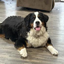 Bernese Mountain Dog Puppies from Lonesome Pine Farm