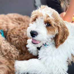Goldendoodle Puppies from Dot & Dash Doodles