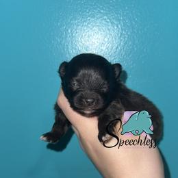 Rita - Black female Pomeranian puppy in Perry County, Ohio from Speechless Pom’s