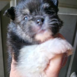 Tri boy 1 - Tri-colored male Pomeranian puppy in Carrollton, Georgia from B AND R'S POMERANIAN'S