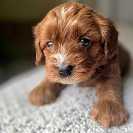 Brown Collar Girl - Apricot female Cavapoo puppy in Almira, Washington from Cavapoo Cuddles