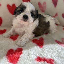 Female 2 - Tricolor female Shih Tzu puppy in Long Beach, California from Prieto Shih-Tzu's