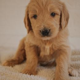 Goldendoodle Puppies from J + A Family Doodles