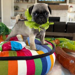 Millie - Fawn female Pug puppy in Indiahoma, Oklahoma from Farm Fresh Doodles