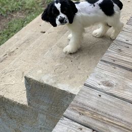 Cavalier King Charles Spaniel and Cocker Spaniel Puppies from Cochran Spaniels