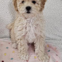 Muffin - Fawn female Havapoo puppy in Louisville, Kentucky from Derbyville Havapoos