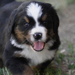 Bernese Mountain Dog, Golden Mountain Dog, and Golden Retriever Puppies from Grateful Bernese