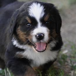 Bernese Mountain Dog, Golden Mountain Dog, and Golden Retriever Puppies from Grateful Bernese